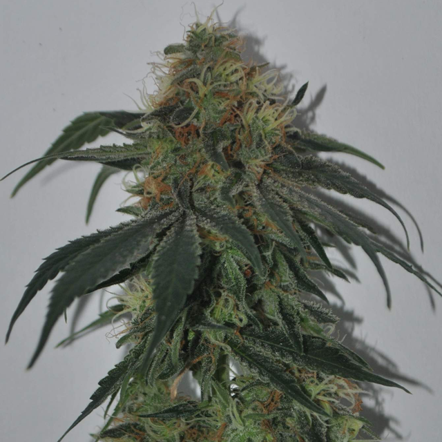 Original Sensible Seeds - Wedding Cake (fem.)