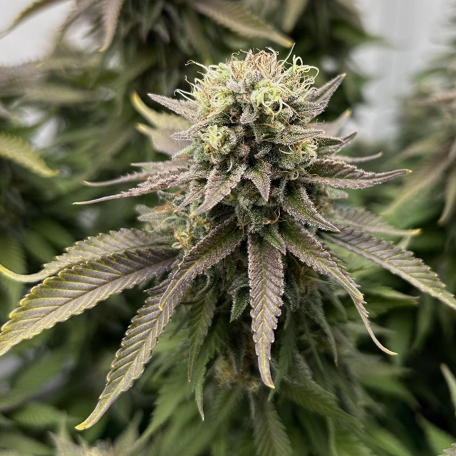 Original Sensible Seeds - Wedding Cake (fem.)