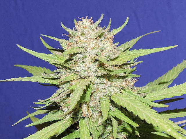 Original Sensible Seeds - Wedding Cake (fem.)