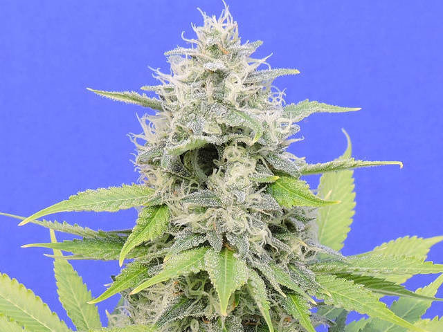 Original Sensible Seeds - Zkittzy Gorilla (fem.)