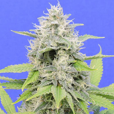 Original Sensible Seeds - Zkittzy Gorilla (fem.) 06008