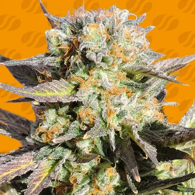 Original Sensible Seeds - Grandaddy Black (fem.) 06009