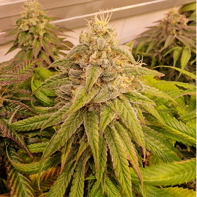 Original Sensible Seeds - Grandaddy Black (fem.)