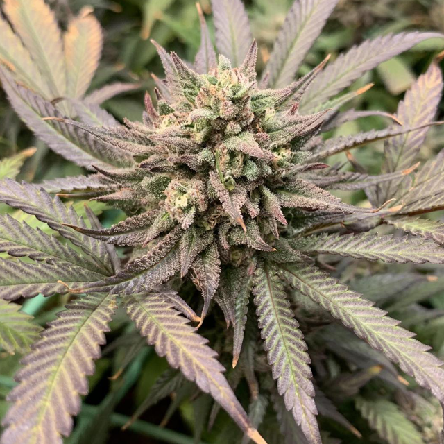 Original Sensible Seeds - Grandaddy Black (fem.)