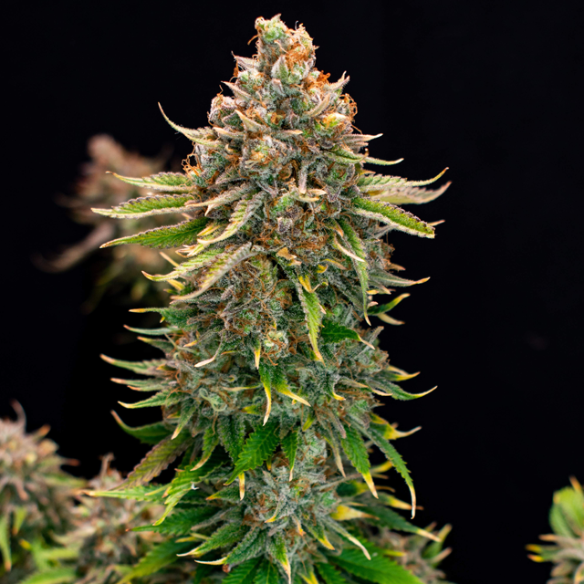 Original Sensible Seeds - Grandaddy Black (fem.)