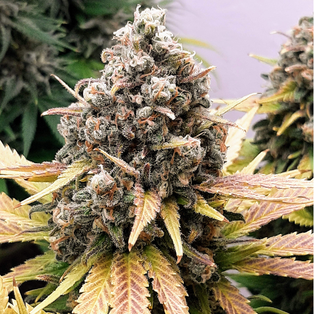 Original Sensible Seeds - Grandaddy Black (fem.)