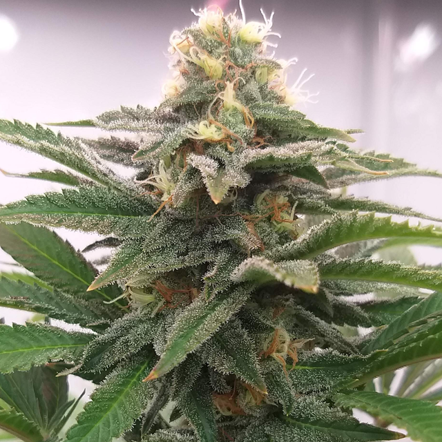 Original Sensible Seeds - Grandaddy Black (fem.)