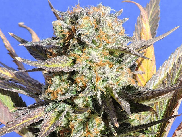 Original Sensible Seeds - Grandaddy Black (fem.)