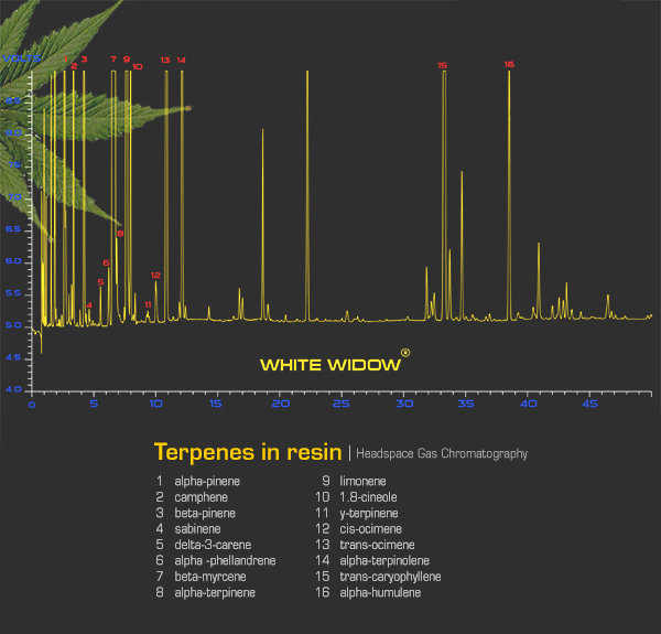 Green House Seeds - White Widow (fem.)
