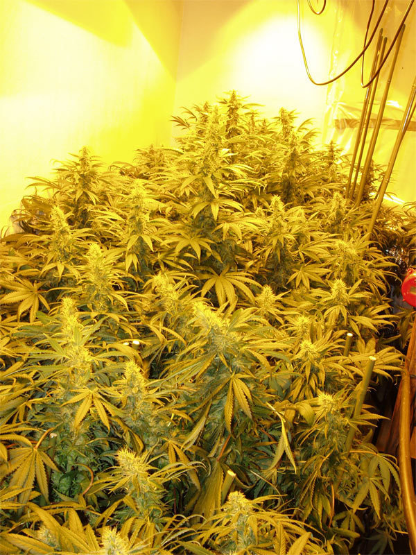 Green House Seeds - White Widow (fem.)