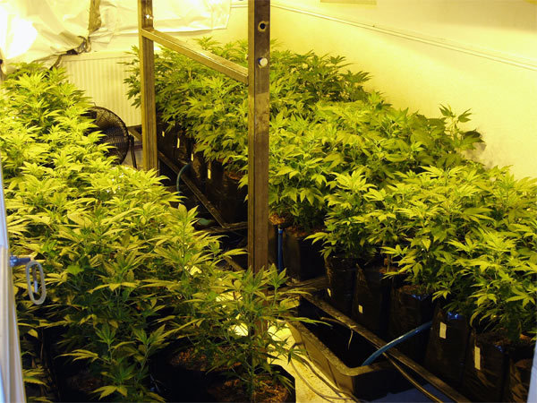 Green House Seeds - White Widow (fem.)