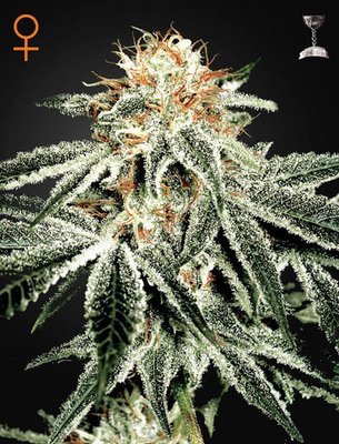 Green House Seeds - White Widow (fem.) 05276