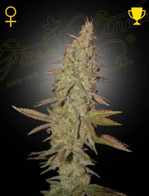 Green House Seeds - Arjan's Ultra Haze #1 (fem.) 04211