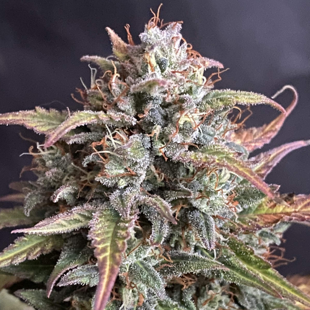 Original Sensible Seeds - Auto Blueberry Ghost OG (auto/fem.)