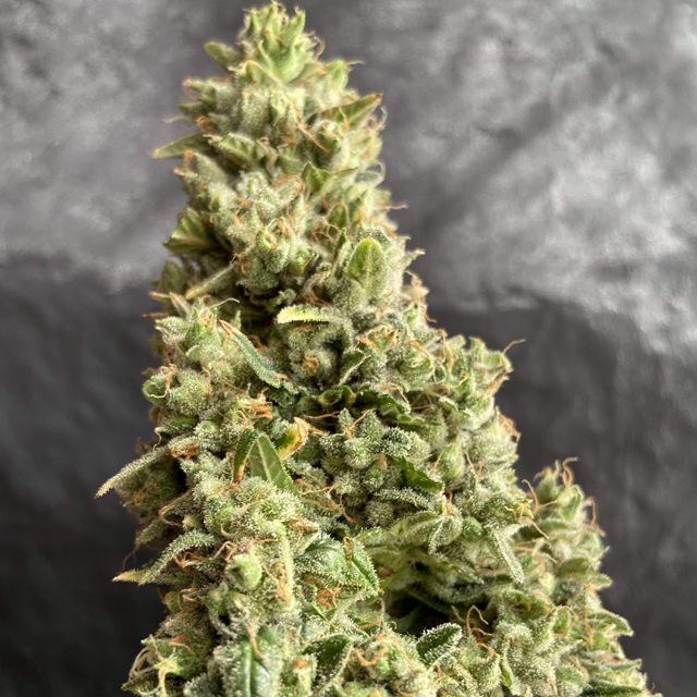 Original Sensible Seeds - Auto Blueberry Ghost OG (auto/fem.)