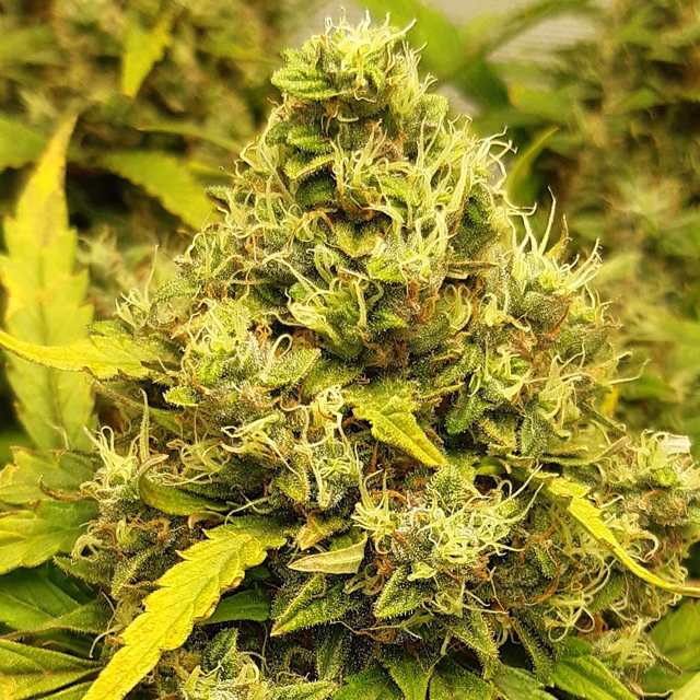 Original Sensible Seeds - Auto Blueberry Ghost OG (auto/fem.)
