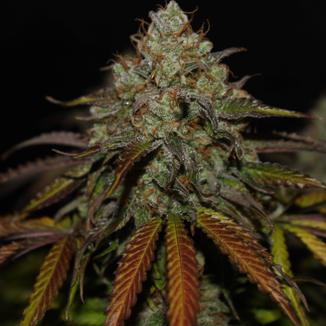 Original Sensible Seeds - Auto Blueberry Ghost OG (auto/fem.)