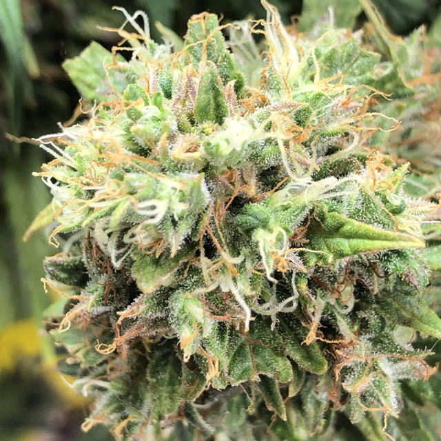 Original Sensible Seeds - Auto Blueberry Ghost OG (auto/fem.)