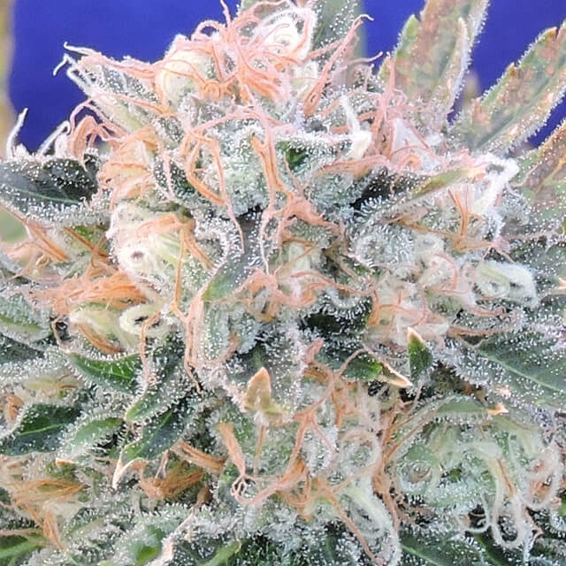 Original Sensible Seeds - Auto Blueberry Ghost OG (auto/fem.)