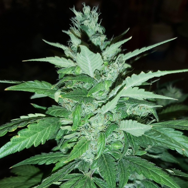Original Sensible Seeds - Bruce Banner #3 Auto (auto/fem.)