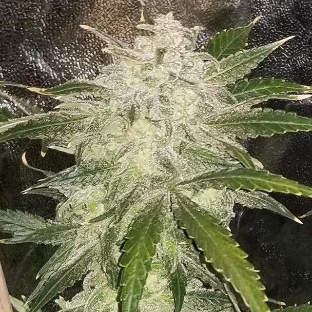 Original Sensible Seeds - Bruce Banner #3 Auto (auto/fem.)