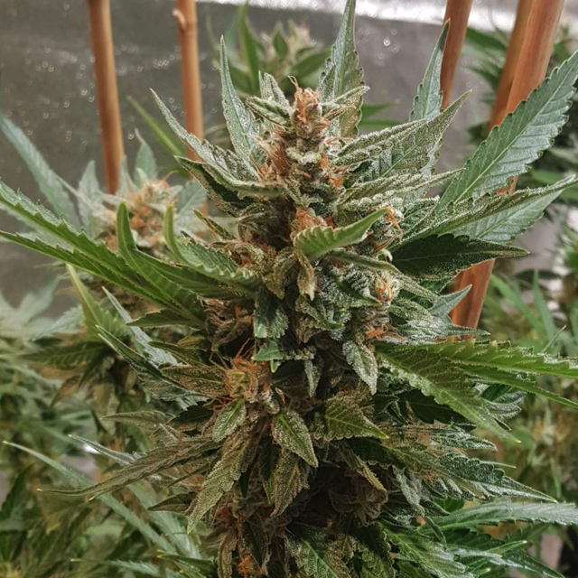 Original Sensible Seeds - Bruce Banner #3 Auto (auto/fem.)
