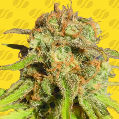 Original Sensible Seeds - Bruce Banner #3 Auto (auto/fem.) 06165