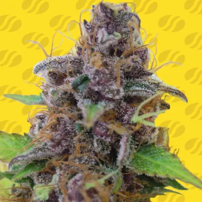 Original Sensible Seeds - Gelato Auto (auto/fem.) 06166