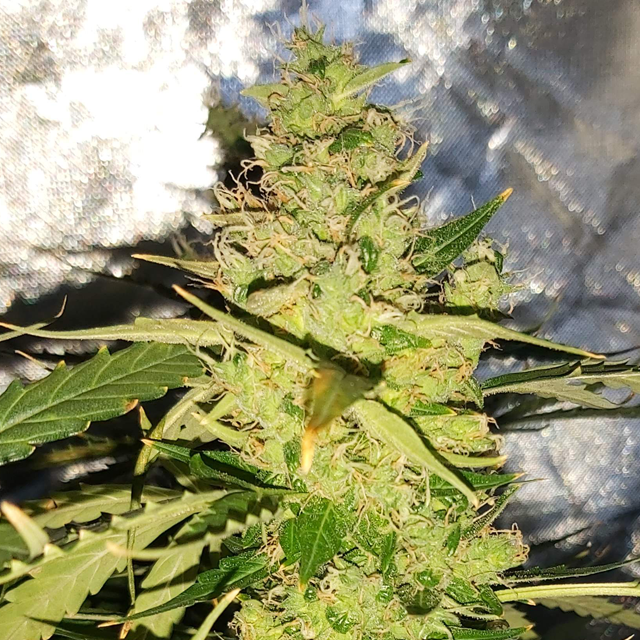 Original Sensible Seeds - Gelato Auto (auto/fem.)
