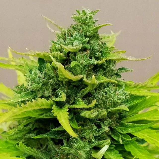 Original Sensible Seeds - Gelato Auto (auto/fem.)