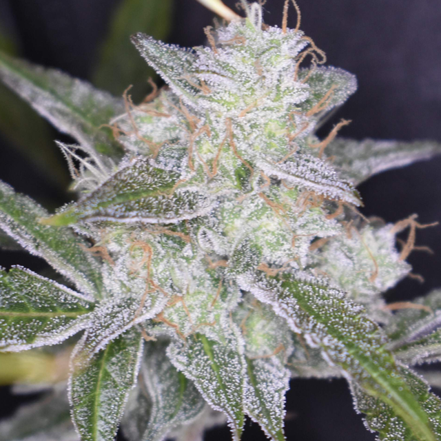 Original Sensible Seeds - Gelato Auto (auto/fem.)