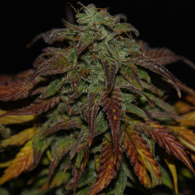 Original Sensible Seeds - Gelato Auto (auto/fem.)