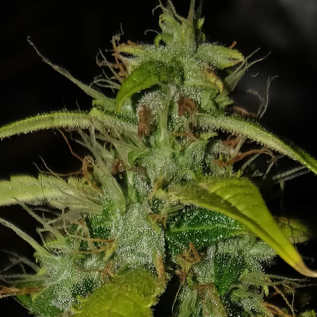 Original Sensible Seeds - Gelato Auto (auto/fem.)