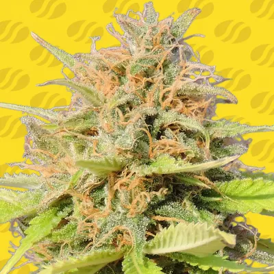 Original Sensible Seeds - Girl Scout Cookies Auto (auto/fem.) 06167