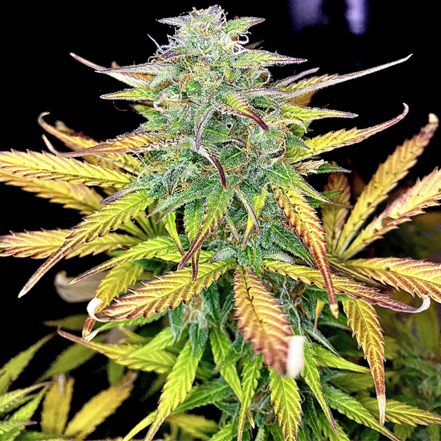 Original Sensible Seeds - Girl Scout Cookies Auto (auto/fem.)