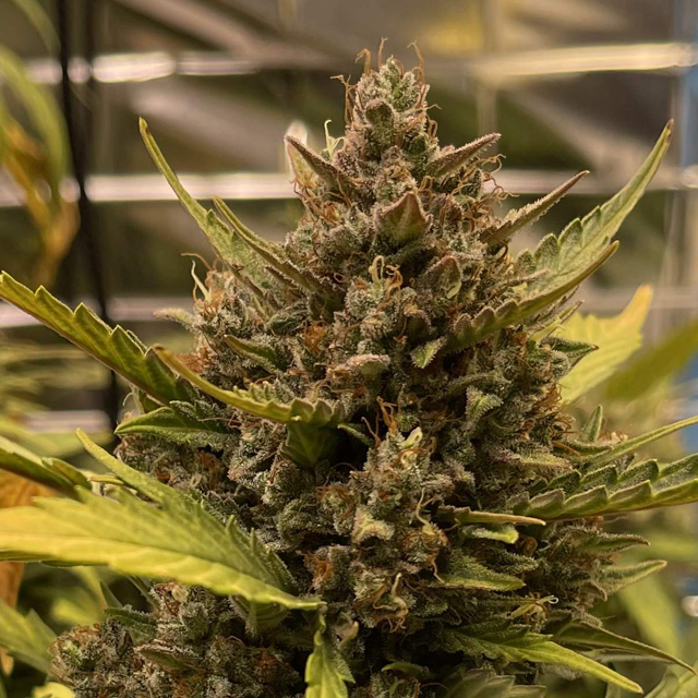 Original Sensible Seeds - Girl Scout Cookies Auto (auto/fem.)