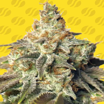 Original Sensible Seeds - Gorilla Glue #4 Auto (auto/fem.) 06168