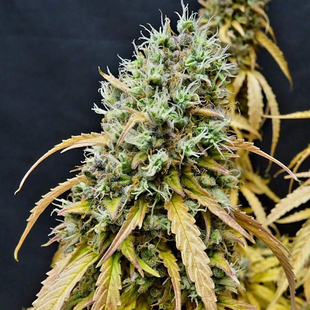 Original Sensible Seeds - Gorilla Glue #4 Auto (auto/fem.)