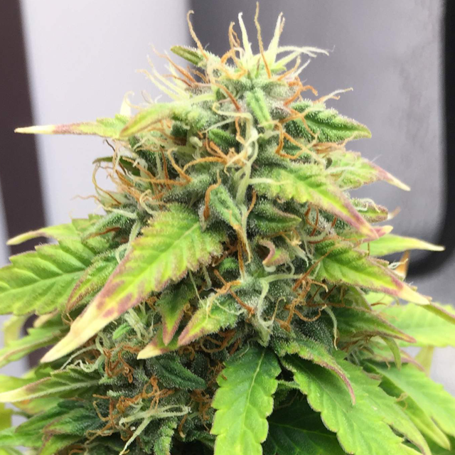 Original Sensible Seeds - Gorilla Glue #4 Auto (auto/fem.)