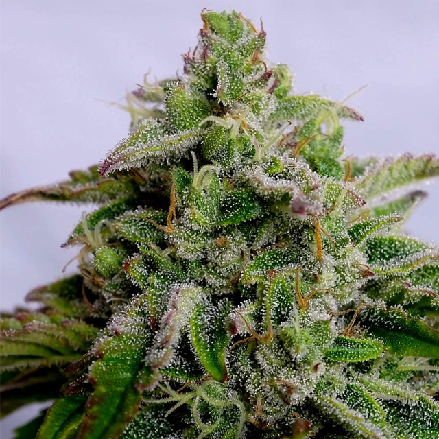 Original Sensible Seeds - Gorilla Glue #4 Auto (auto/fem.)