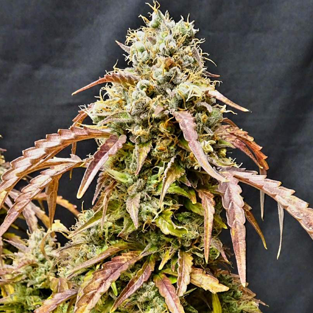 Original Sensible Seeds - Gorilla Glue #4 Auto (auto/fem.)