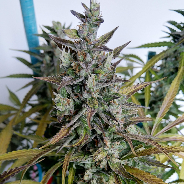 Original Sensible Seeds - Gorilla Glue #4 Auto (auto/fem.)