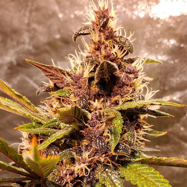 Original Sensible Seeds - Purple Haze Auto (auto/fem.)