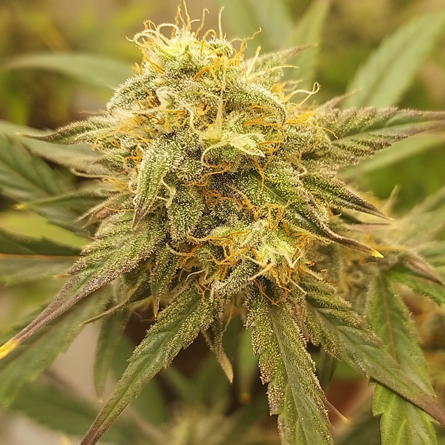 Original Sensible Seeds - Purple Haze Auto (auto/fem.)