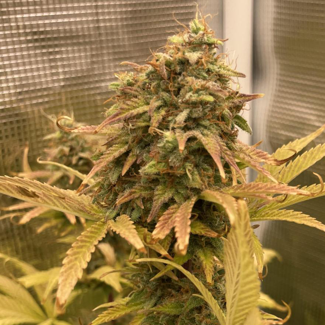 Original Sensible Seeds - Purple Haze Auto (auto/fem.)