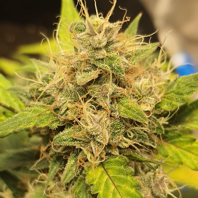 Original Sensible Seeds - Purple Haze Auto (auto/fem.)