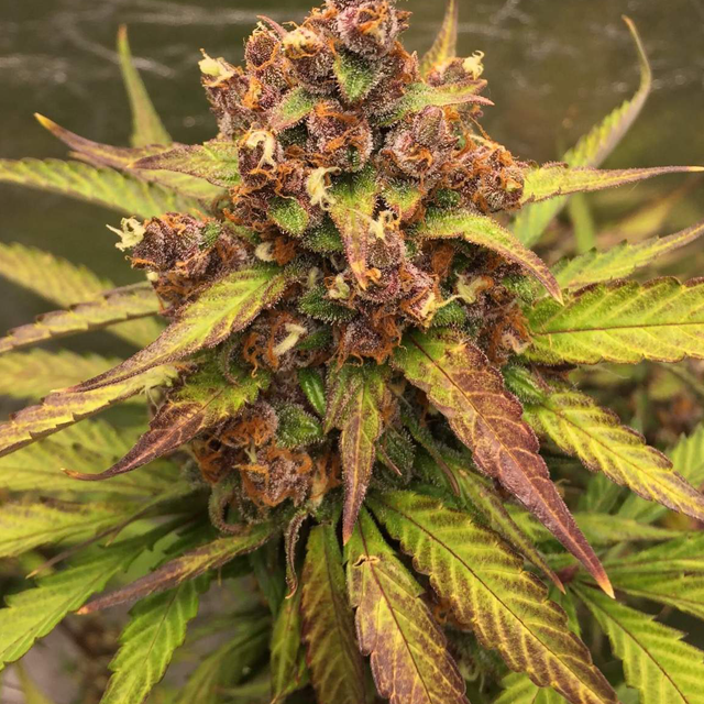 Original Sensible Seeds - Purple Haze Auto (auto/fem.)
