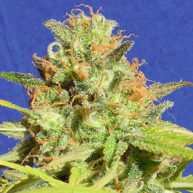 Original Sensible Seeds - Zkittlez Auto (auto/fem.)