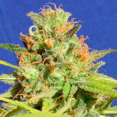 Original Sensible Seeds - Zkittlez Auto (auto/fem.) 06170