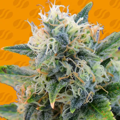 Original Sensible Seeds - Girl Scout Cookies (fem.) 06171